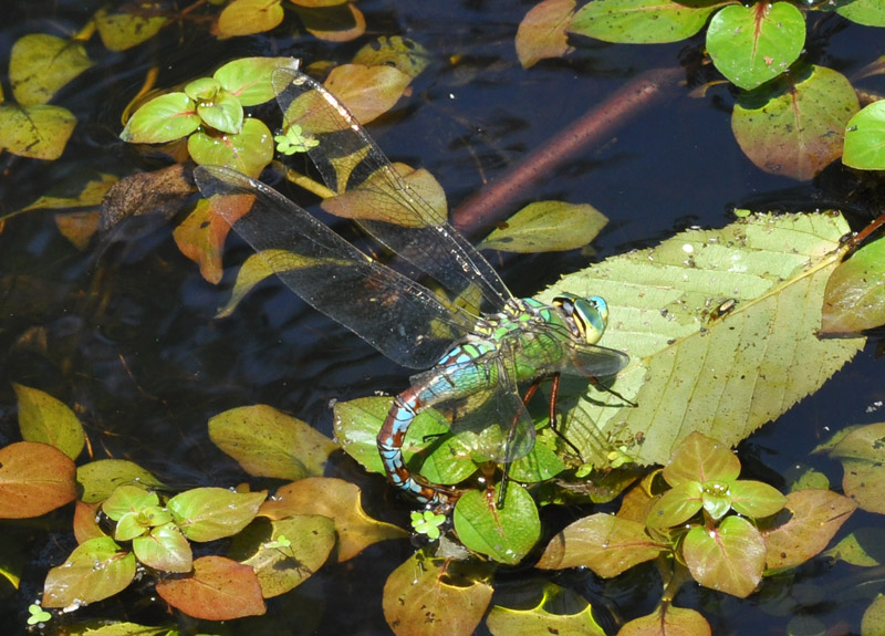 Anax imperator? - S